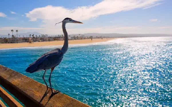 A stork near the water in Newport Beach